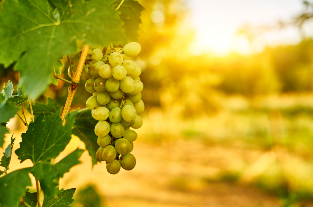 Uvas en la parra, imagen de portada del artículo de "Enoturismo en Cabra", del blog de casaruralsanantonio.es