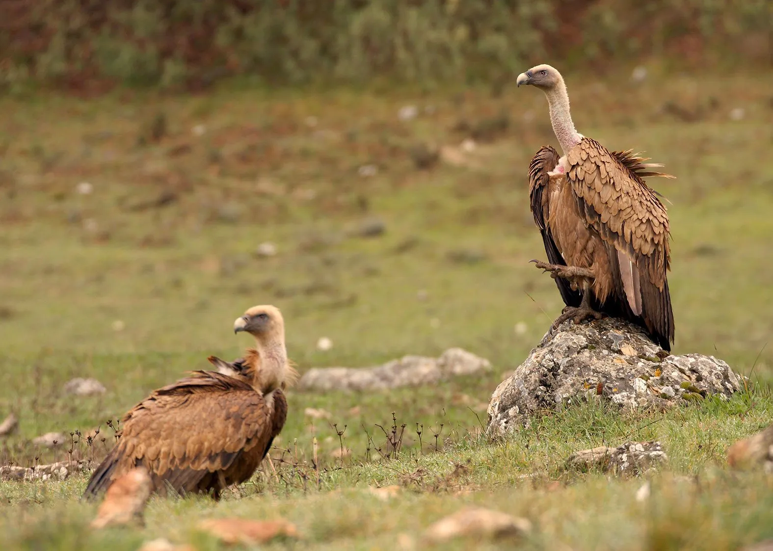 Imagen de aves rapaces en su hábitat, perteneciente a la sección de actividades en Cabra, Córdoba, de la web casaruralsanantonio.es