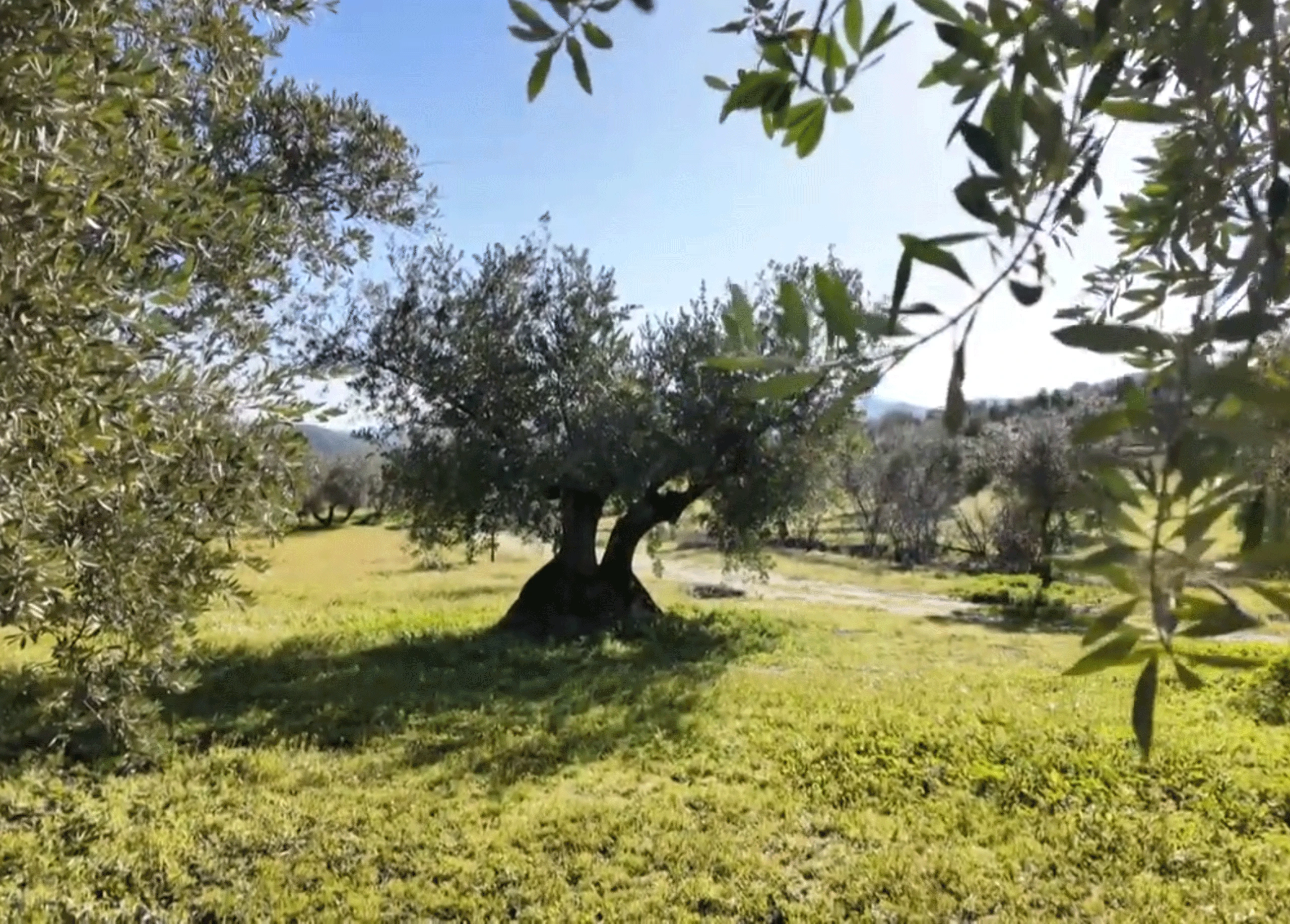 Imagen de un olivo rodeado de verde y un cielo azul soleado, perteneciente a la sección de actividades en Cabra, Córdoba, de la web casaruralsanantonio.es